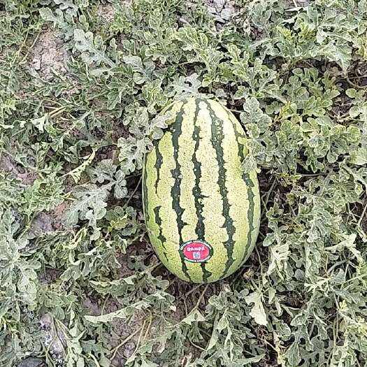 靖远县精品石头瓜开抢