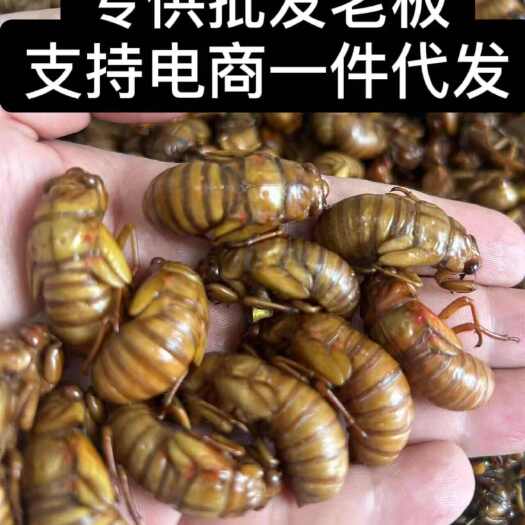 批发金蝉知了猴，欢迎各大批发商，支持电商一件代发！