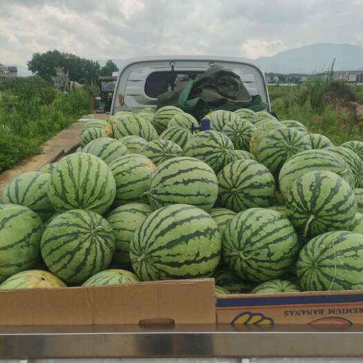 攸县美都西瓜