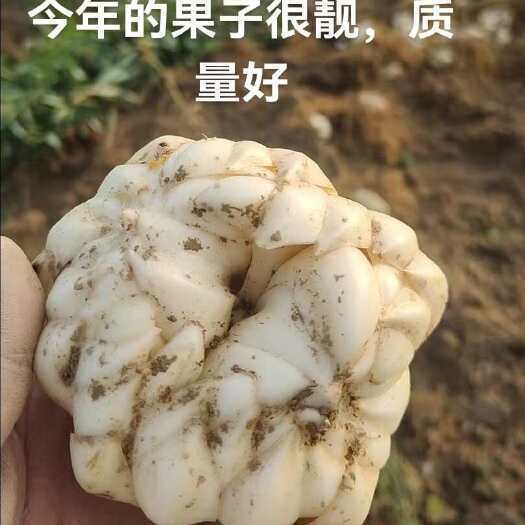 隆回县龙牙百合鲜果批发 大中小果规格齐全（可直接下单 现发）