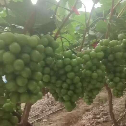 德昌县阳光玫瑰葡萄