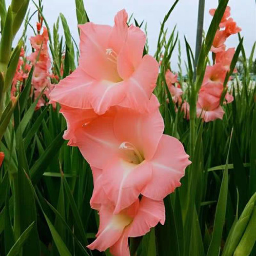 奉节唐菖蒲，菖兰