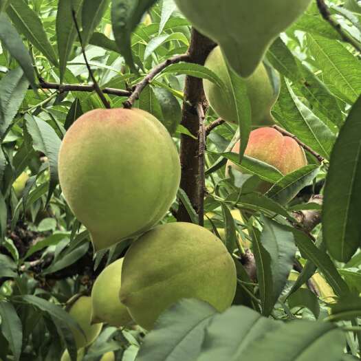 宜章县湖南宜章蜜桃鹰嘴桃新鲜水果核果仁果类批发