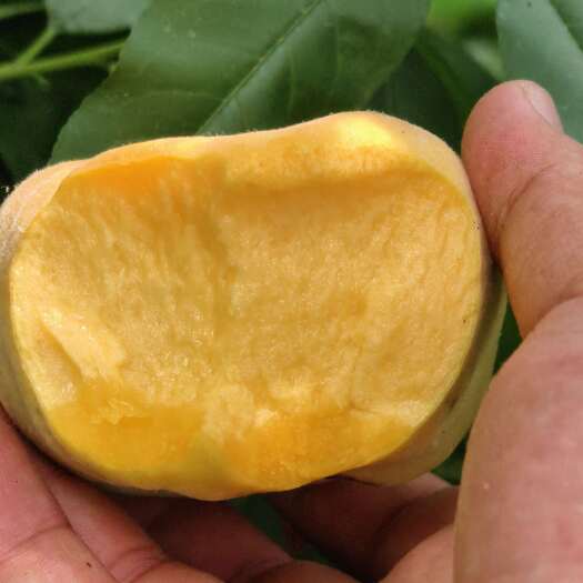 蒙阴县蒙阴县中蟠11一件代发