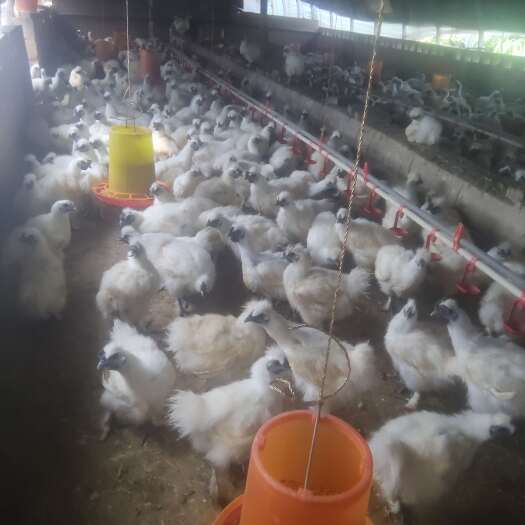 昆明自家脱温鸡销售