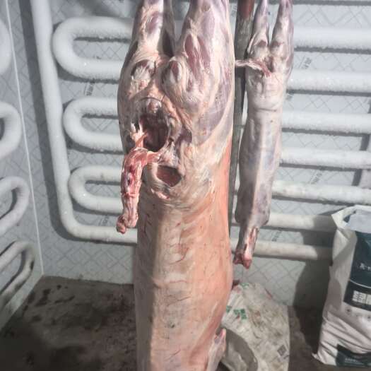 利津县羊白条适合分割剔肉