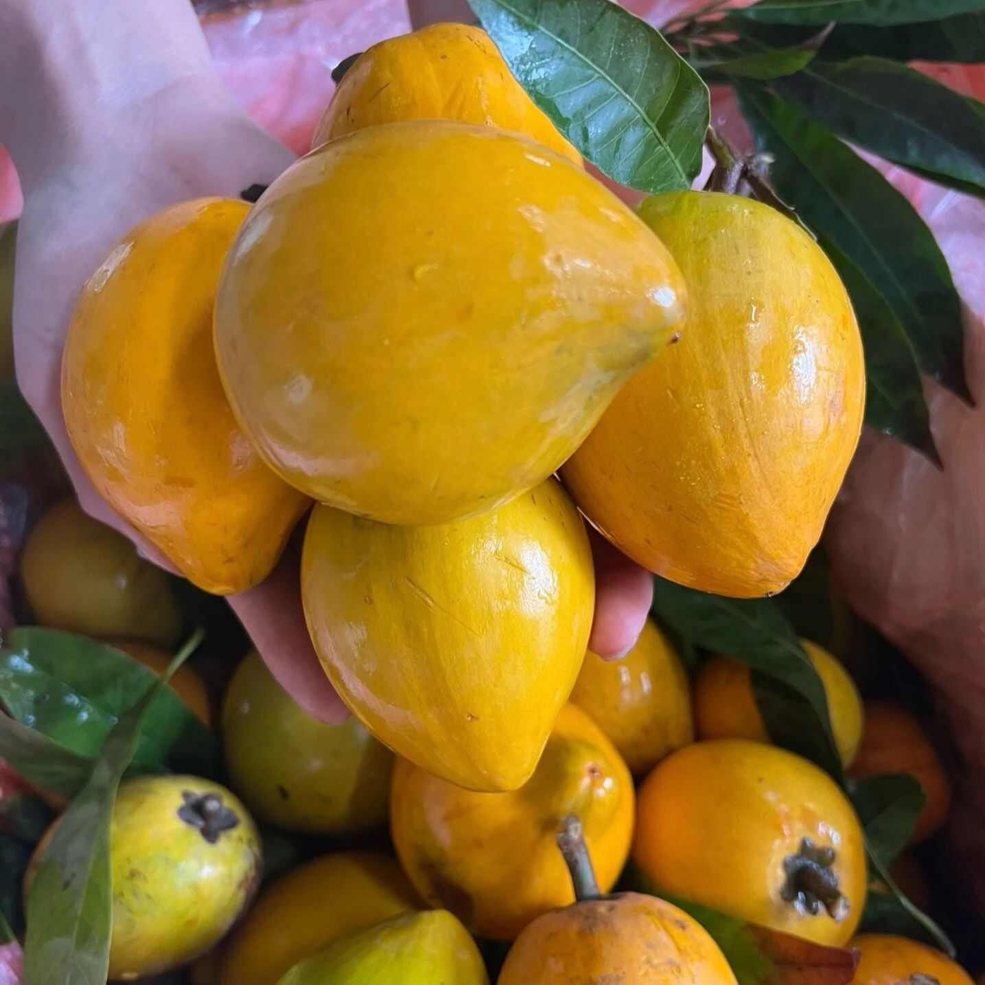 海南鸡蛋果批发全国发货