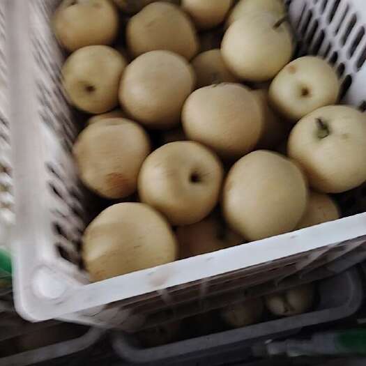 赵县皇冠梨