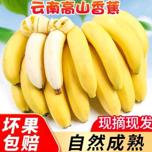 河口县云南河口香蕉高山香蕉10斤新鲜水果当季香蕉批发
