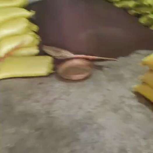 镇宁县安顺小红菜籽 苦菜籽 腊菜籽 苦油菜
