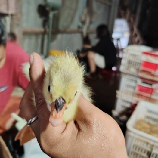 汕头正宗特大种狮头鹅苗，澄海本地出品