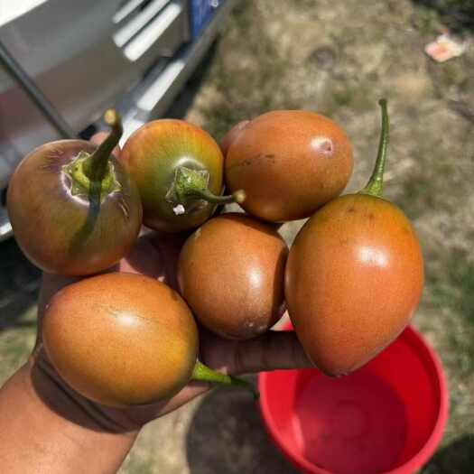 腾冲市云南大树番茄，洋酸茄，鸡蛋果大量有货