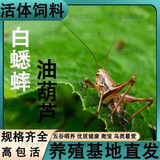 修武县河南修武鲜活蟋蟀优质禽畜肉蛋产地直供（主营蟋蟀干，粉，冻货）