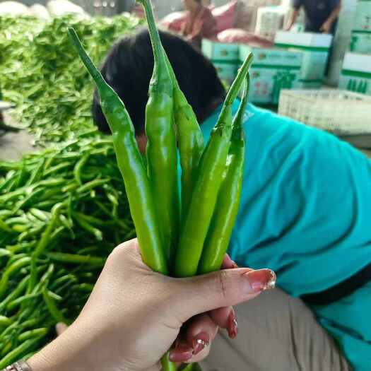 绥中县辽宁绥中杭椒种植基地