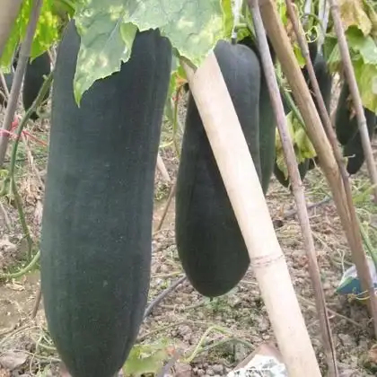 黑皮冬瓜
