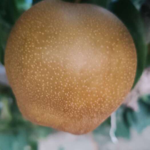襄樊黄花梨大量上市