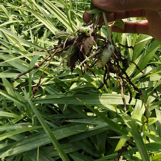 曲靖露天白芨驯化2年苗