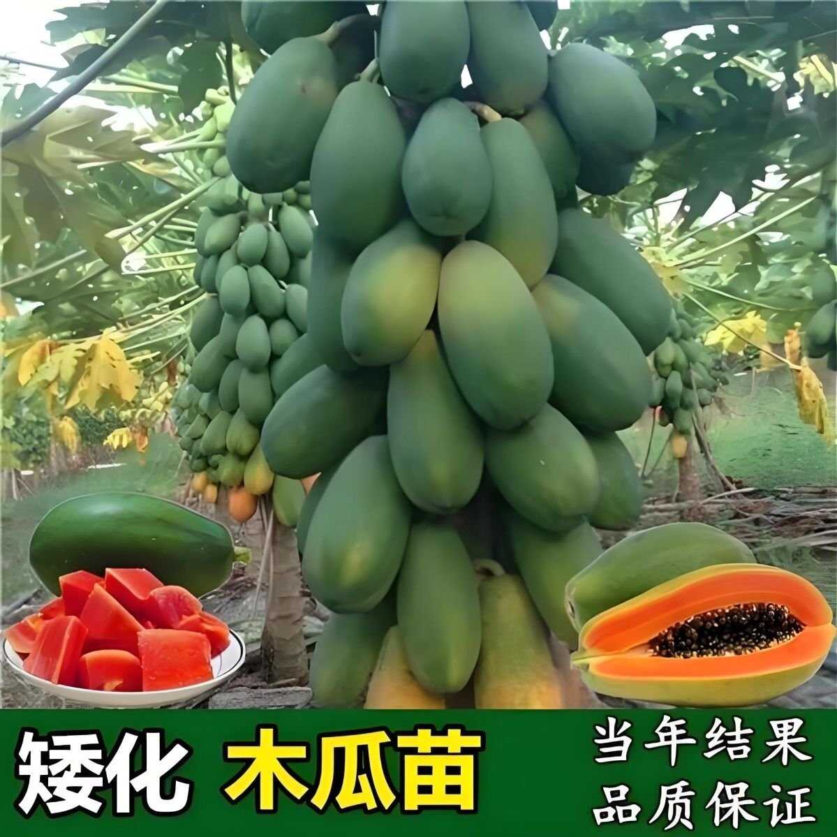 廣西銘誠果苗基地
