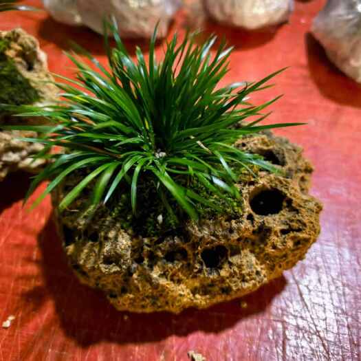 施甸县云南保山施甸吸水石毛坯，可以加工造型1500/吨