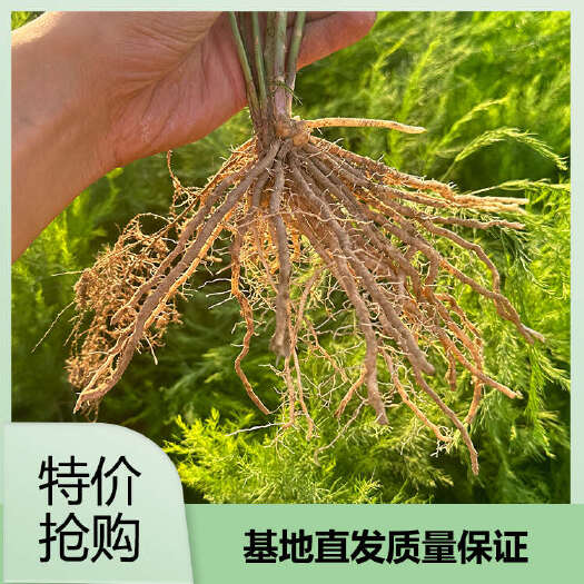 曹县优质芦笋根种苗种子根系发达，成活率高，适应性强保证质量
