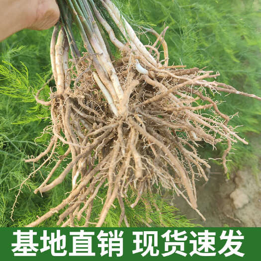 曹县优质芦笋根种苗基地直销品质有适应性强山东菏泽曹县发货