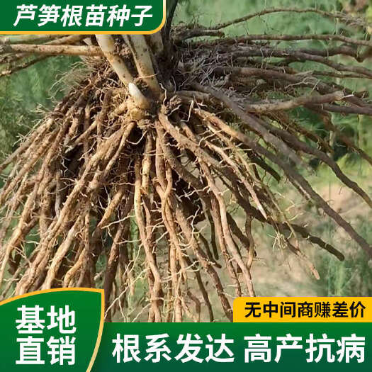 曹县带芽芦笋根苗根系发达容易成活四季可种质量保证