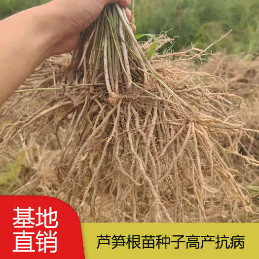 曹县低价批发芦笋苗种植根系发达四季可种易成活