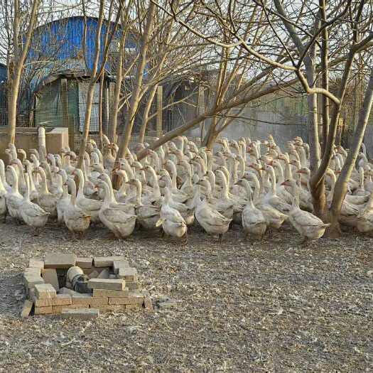 石家庄养鹅基地，现产现发，量大接受预订，保证新鲜，口感蛋香味十足。