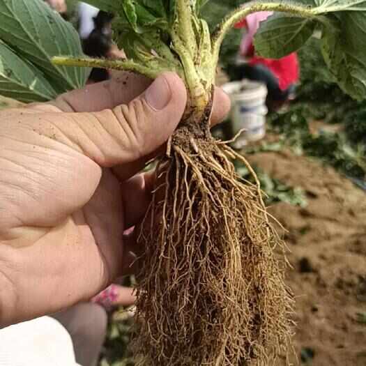 草莓苗盐莓一号越王青琪红颜秒香大叶宁玉随珠章鱼