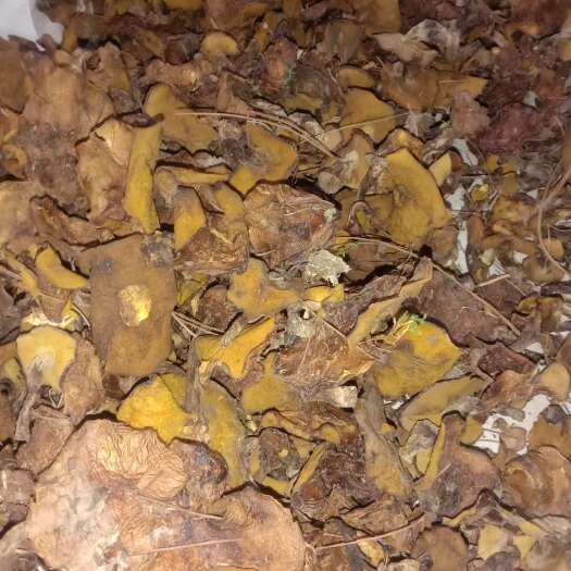 阜新县东北纯正野生粘盖牛肝菌(粘团子)