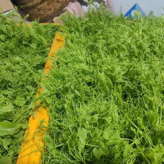 大新县广西大新姑娘菜新鲜蔬菜野菜特菜产地直供