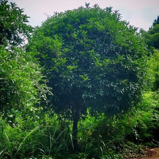 修文县基地直销，一手货源好质量的桂花树