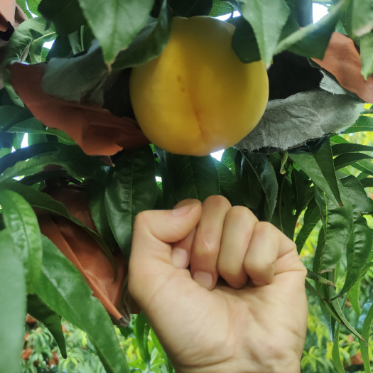 延津县河南新乡锦绣黄桃