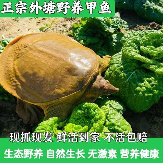 济南生态甲鱼鲜活公母外放养老鳖外塘青黄水鱼团鱼鲜美王八新鲜到家