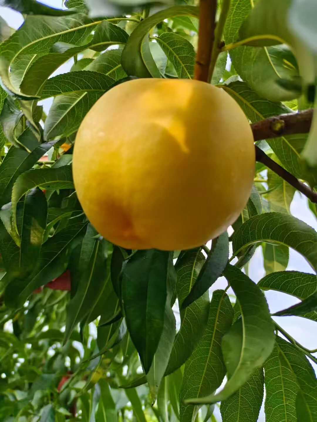 沂蒙山特產(chǎn)農(nóng)副產(chǎn)品