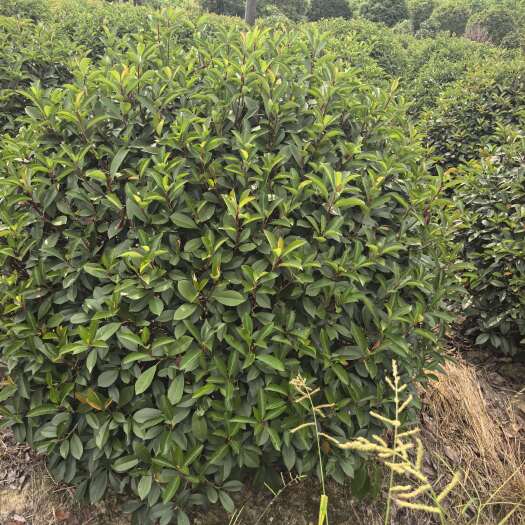 诸暨市红叶石楠球  冠幅150精品球  庭院专用