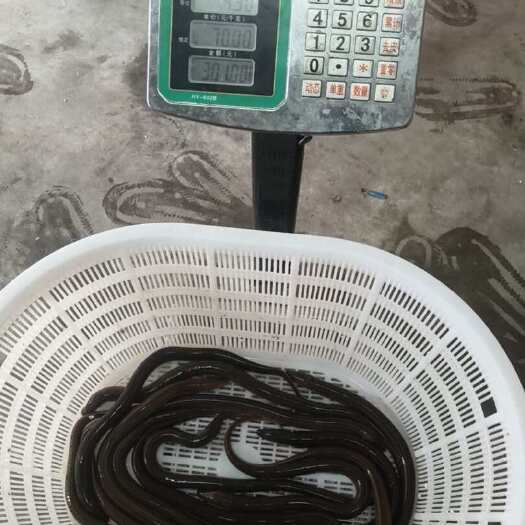 徐州苏北黄鳝，批发，现在验货，货品源头。
