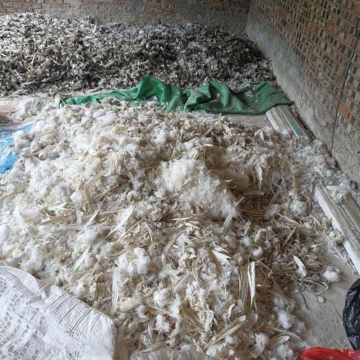 安顺鸭，鹅毛长期出售，需要的老板带价私聊！