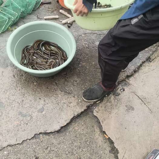 徐州苏北黄鳝批发，各种规格都有。