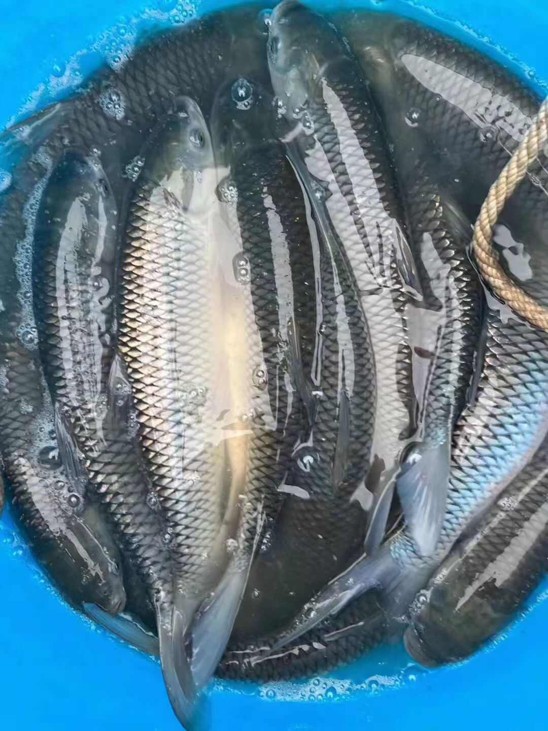 超市草魚(yú)