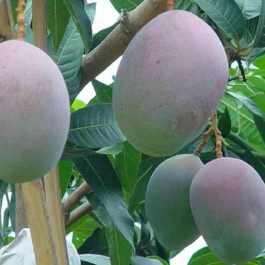 攀枝花四川攀枝花凯特芒 热带水果 新鲜芒果