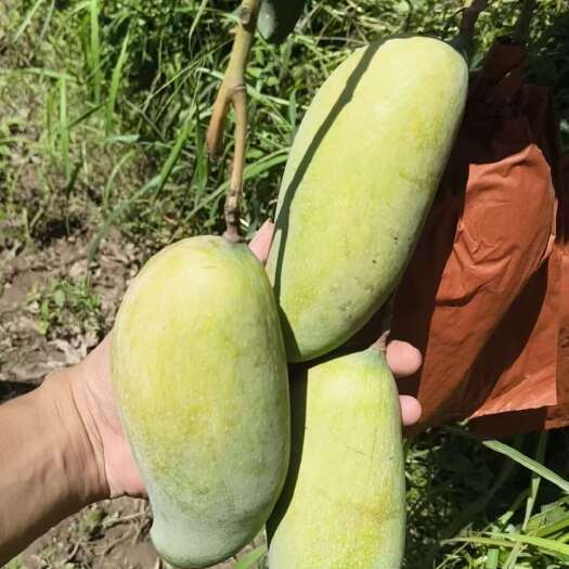 景东县晚熟芒果