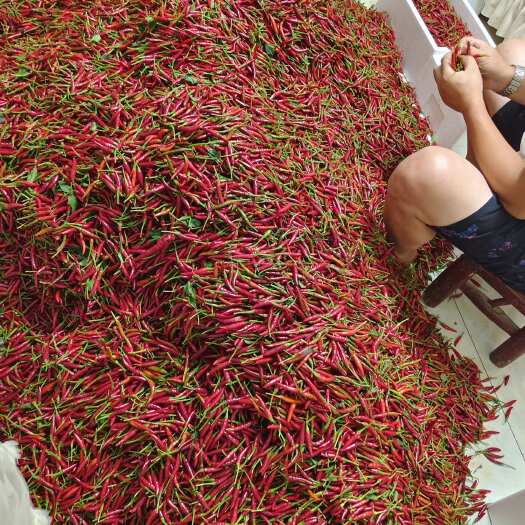 武汉精品小米椒，朝天椒产地直发，物美价优，大量供应！