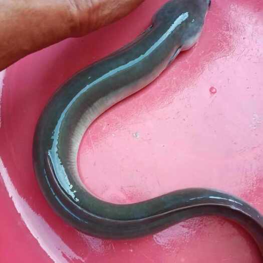 遂溪县喂天然鱼仔长大的鳗鱼白鳝，口感规格俱佳，可供酒席酒楼家庭食用