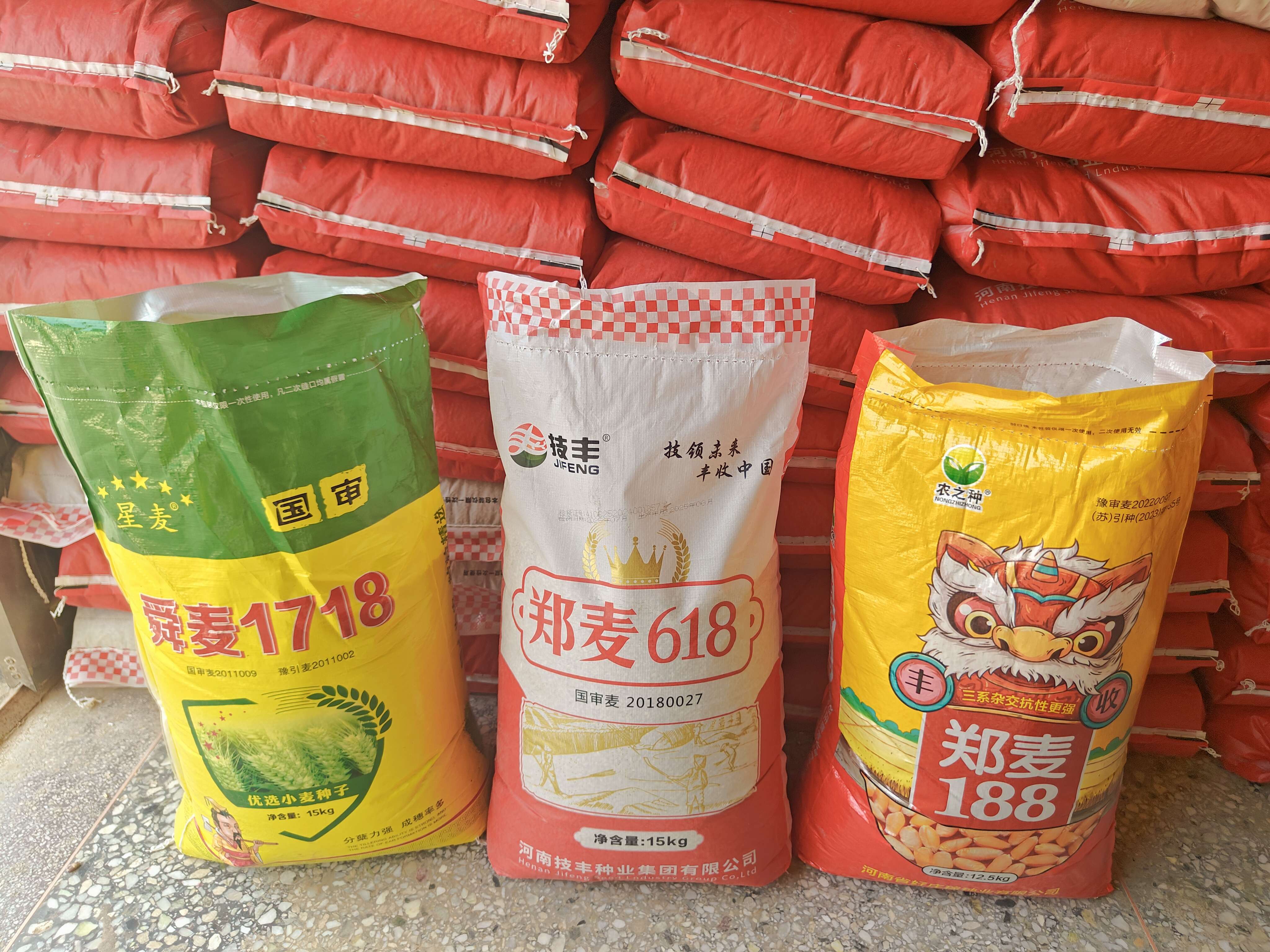 舜麦1718 矮杆大穗 小麦品种