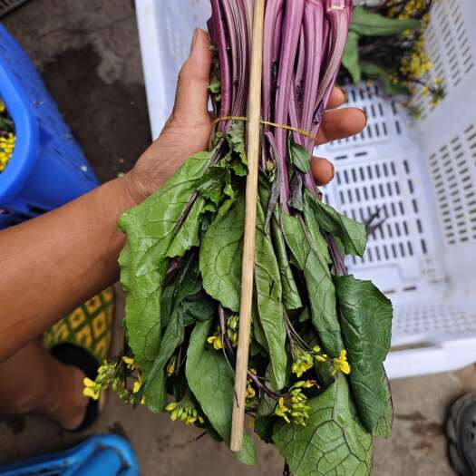 赫章县贵州高山脆甜红菜苔
