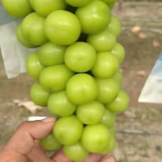 西昌市阳光玫瑰葡萄