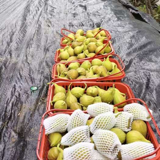 青州市波姬红无花果苗