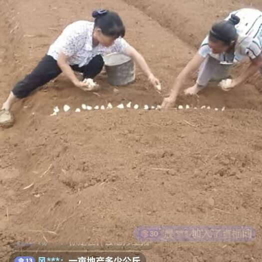 隆回县龙牙百合种植现场