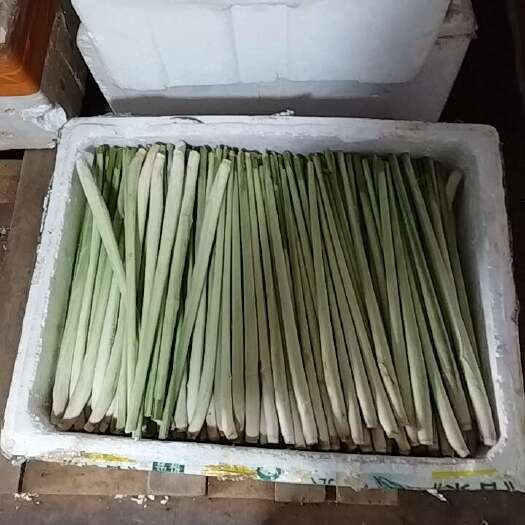 南宁香茅
